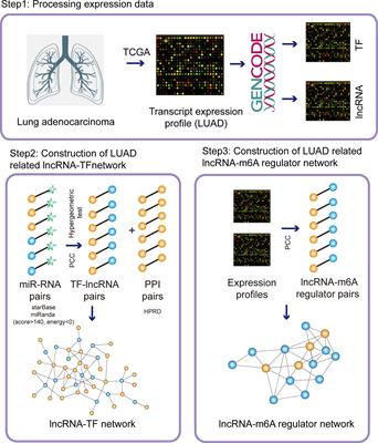 Construction and Characterization of Long Non-Coding RNA-Associated Networks to Reveal Potential Prognostic Biomarkers in Human Lung Adenocarcinoma